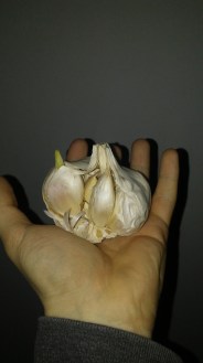 garlic