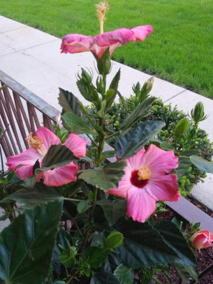 Hibiscus pic.jpg